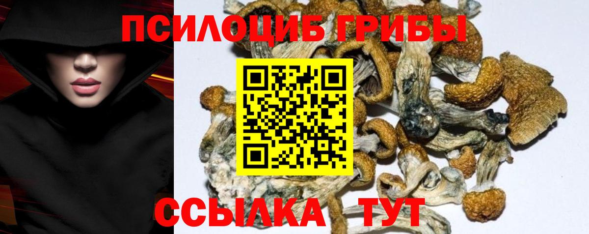 Галлюциногенные грибы Cubensis Дербент